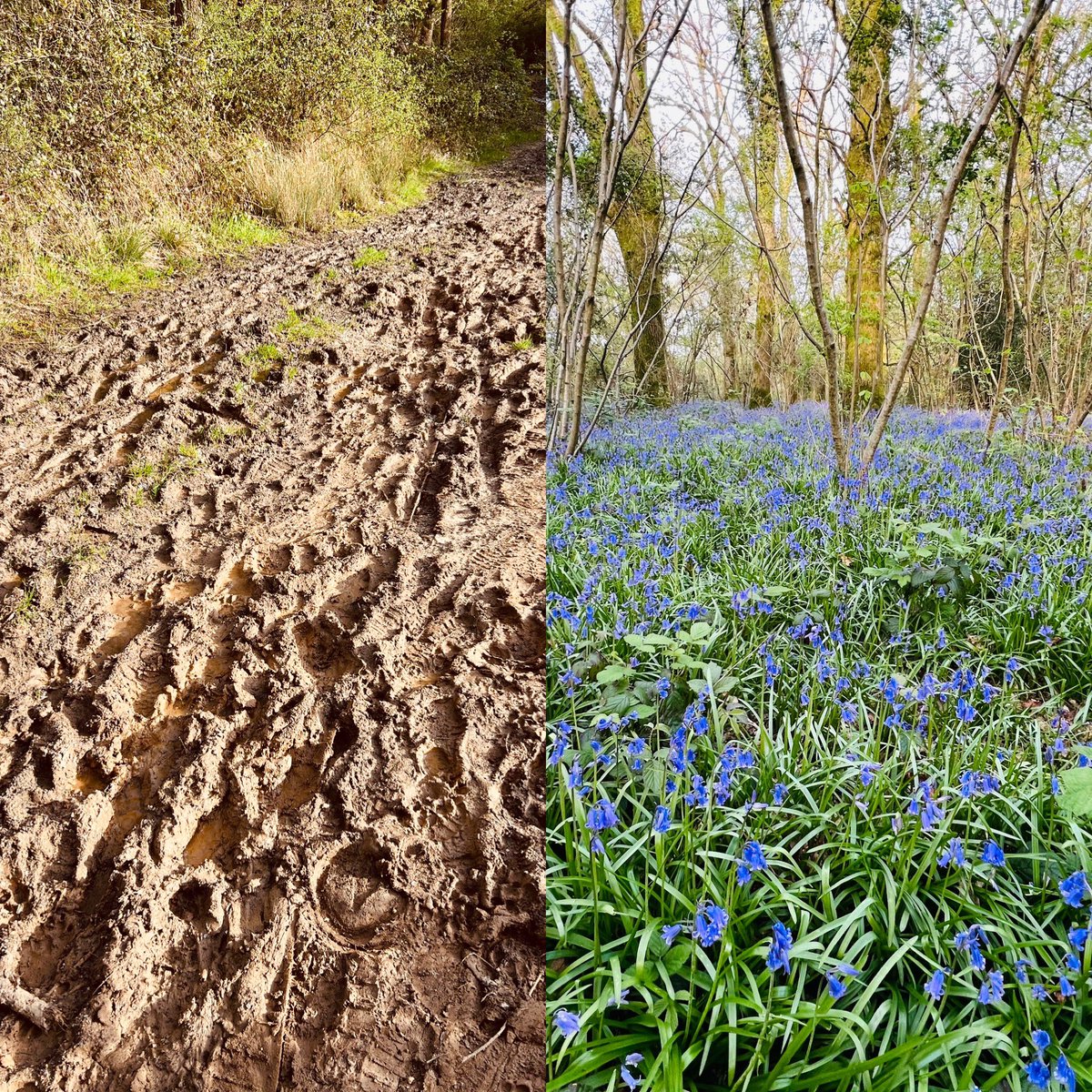 Through the mud to get to the bluebells. 

No mud, no lotus. 

~ @thichnhathanh

#thepaincoach #painriffs