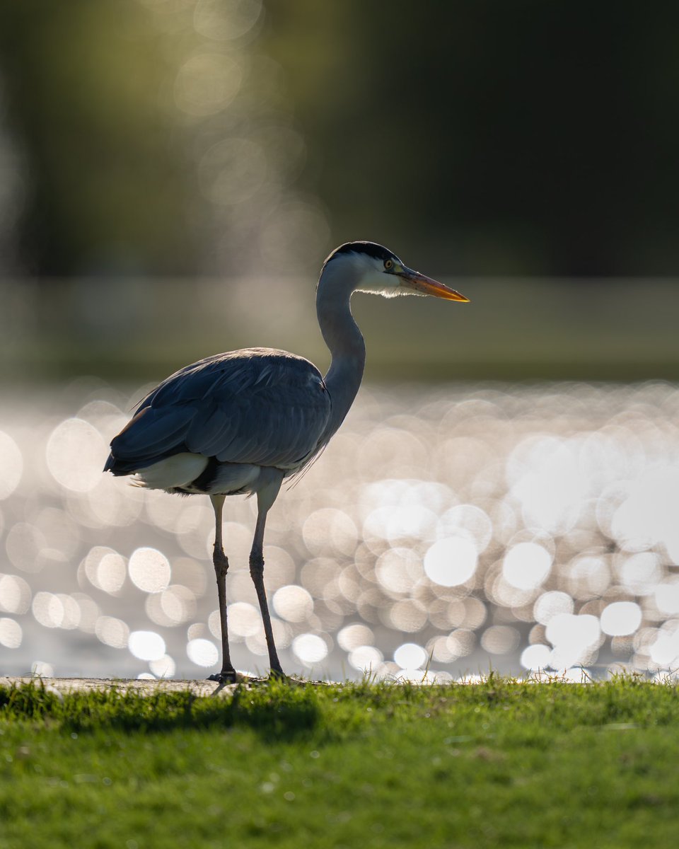 Mr Grey 🩶 .. sparklin’ ✨✨✨

#wildlifephotography #wildlife 
#TwitterNatureCommunity 
#birds #BirdsOfTwitter #BirdsOfX