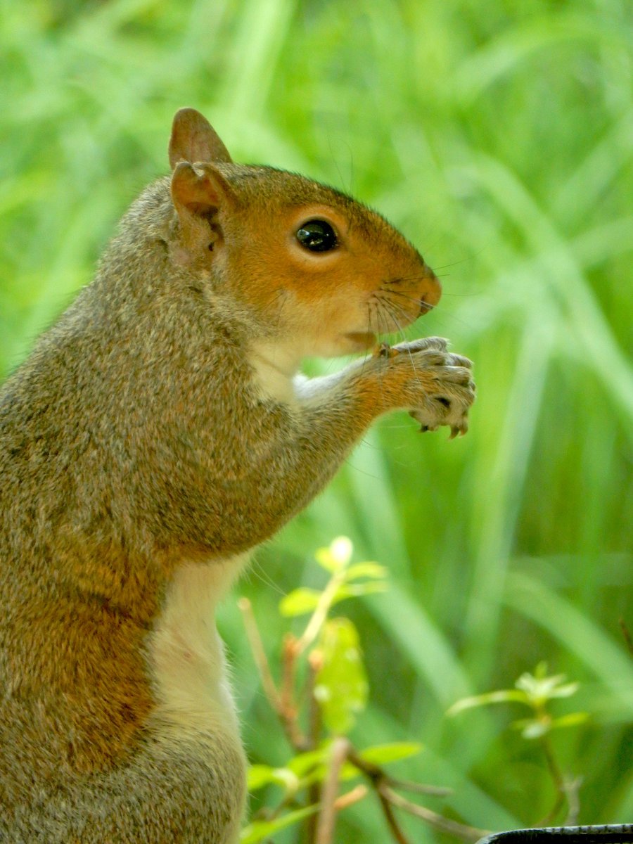 Gray squirrel #sciuridae #squirrels