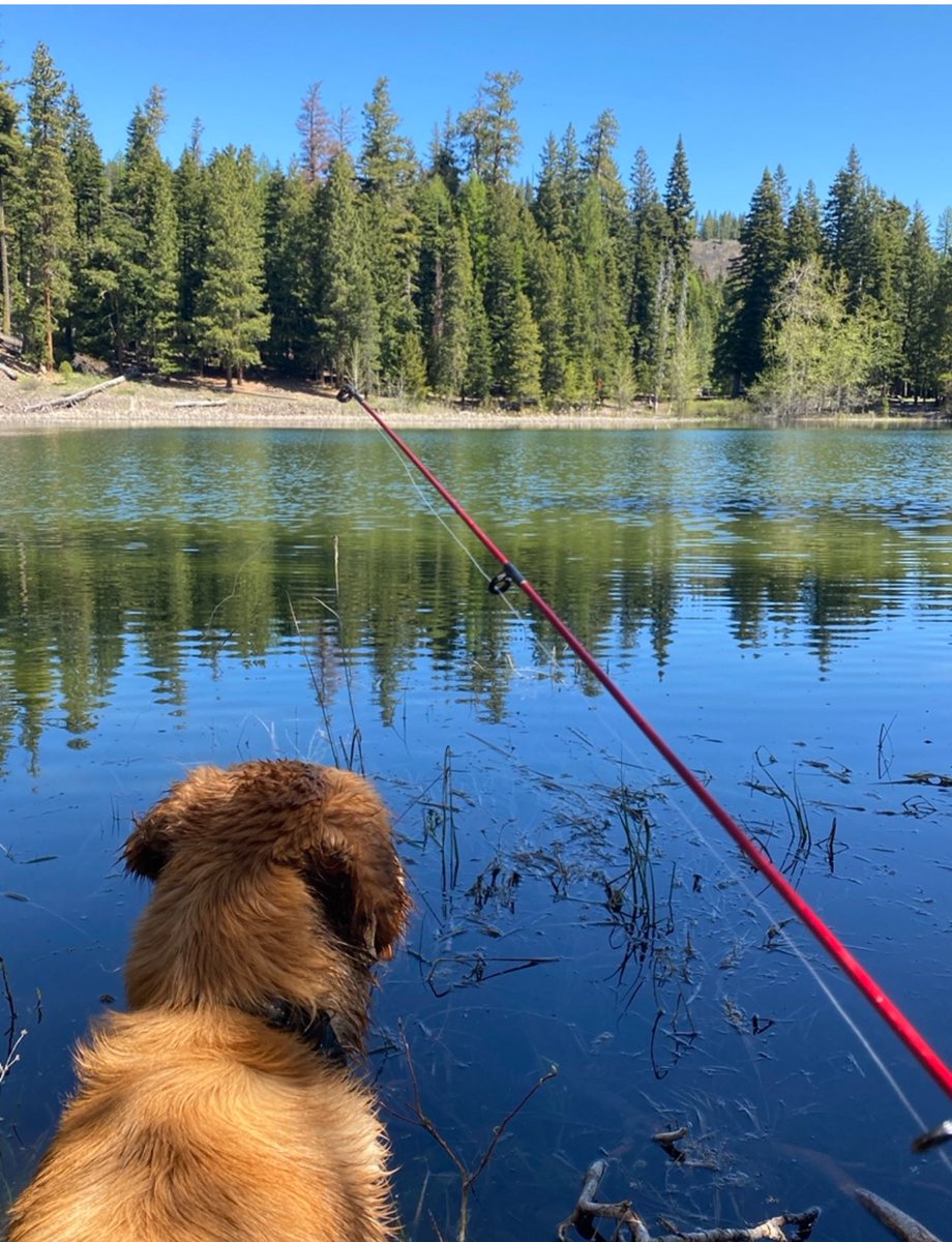 cherrydude's tweet photo. #Top4Theme is #Top4Lakes. A last-minute share
@obligatraveler @intheolivegrov1
@OdetteDunn @pipeaway_travel
1. Crater Lake - so amazing!
2. Fishing at dog lake
3. Sunset at Lake Chelan
4. Folks kayaking at Rimrock Lake https://t.co/ns4JGlGxhq