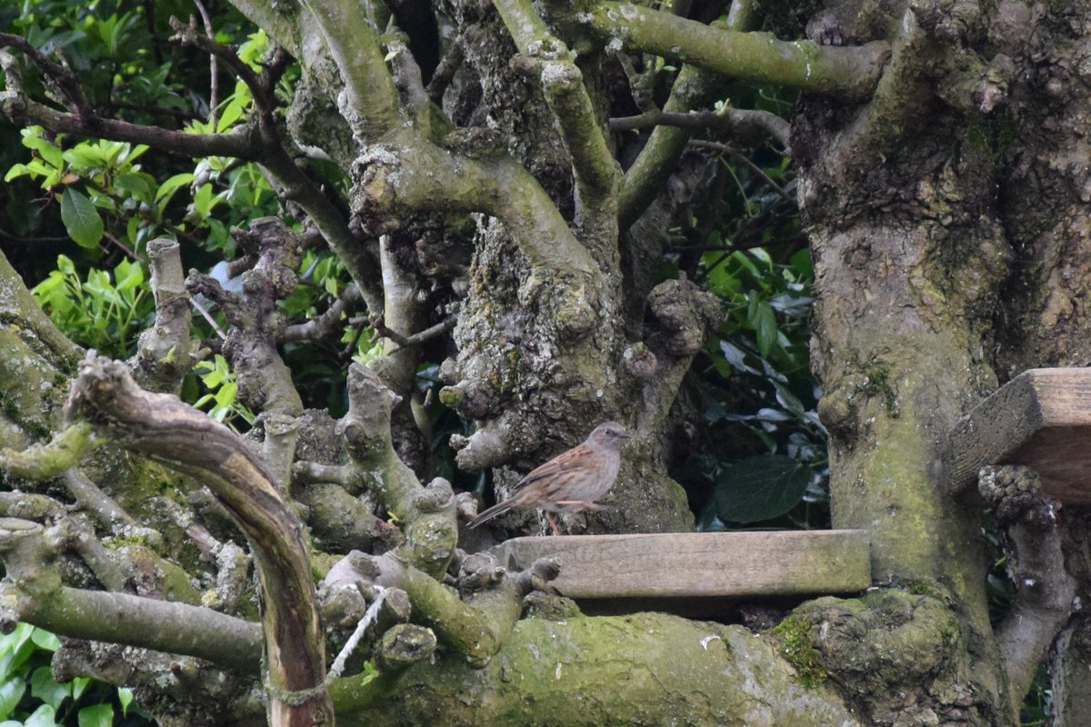 MyGarden_Uk's tweet photo. Afternoon Visitors.
Spot The Dunnock.
(His name is Spot)π
@des_farrand @alisonbeach611
#Afternoon #Dunnocks #Nature #SunnyDays #Eating #Pair https://t.co/menn5kNsVp