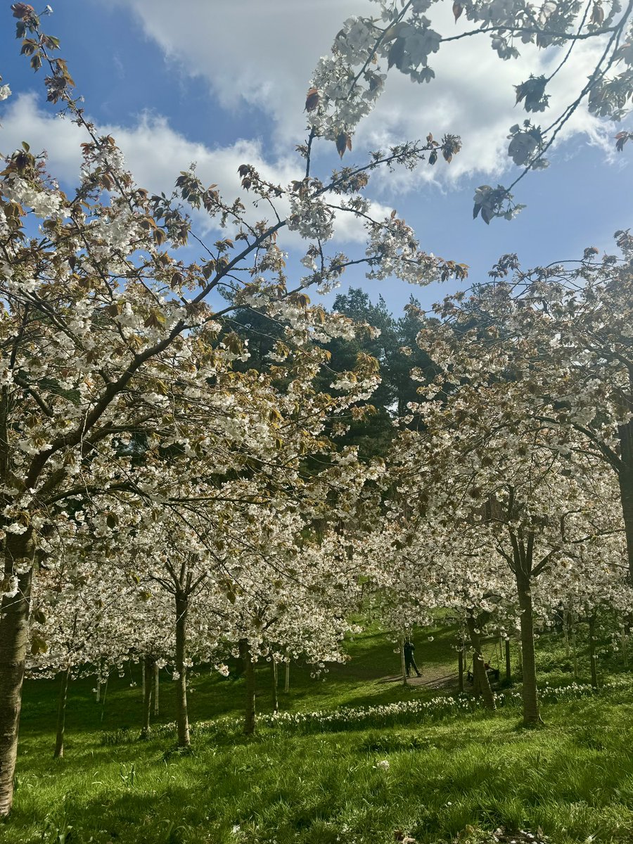 MacCallumHilary's tweet photo. Absolutely breathtaking blossom @AlnwickGarden today. #Northumberland #cherryblossom https://t.co/FJC5LlHQ8s