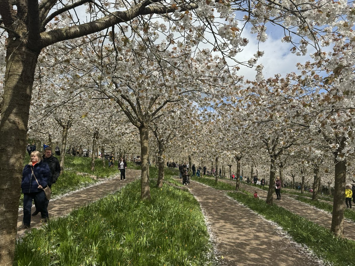 MacCallumHilary's tweet photo. Absolutely breathtaking blossom @AlnwickGarden today. #Northumberland #cherryblossom https://t.co/FJC5LlHQ8s
