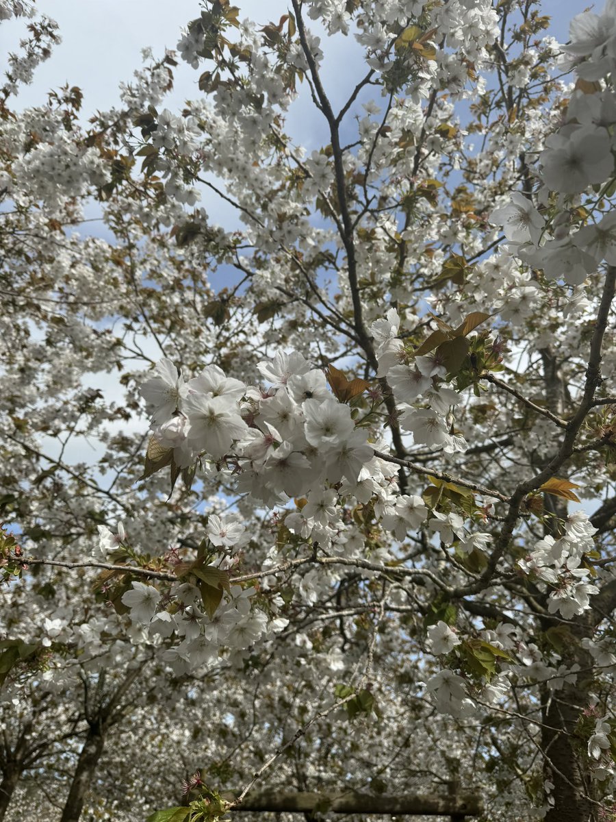 MacCallumHilary's tweet photo. Absolutely breathtaking blossom @AlnwickGarden today. #Northumberland #cherryblossom https://t.co/FJC5LlHQ8s