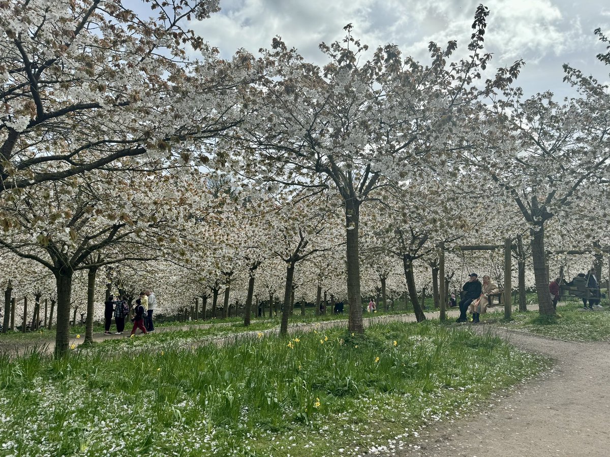 MacCallumHilary's tweet photo. Absolutely breathtaking blossom @AlnwickGarden today. #Northumberland #cherryblossom https://t.co/FJC5LlHQ8s