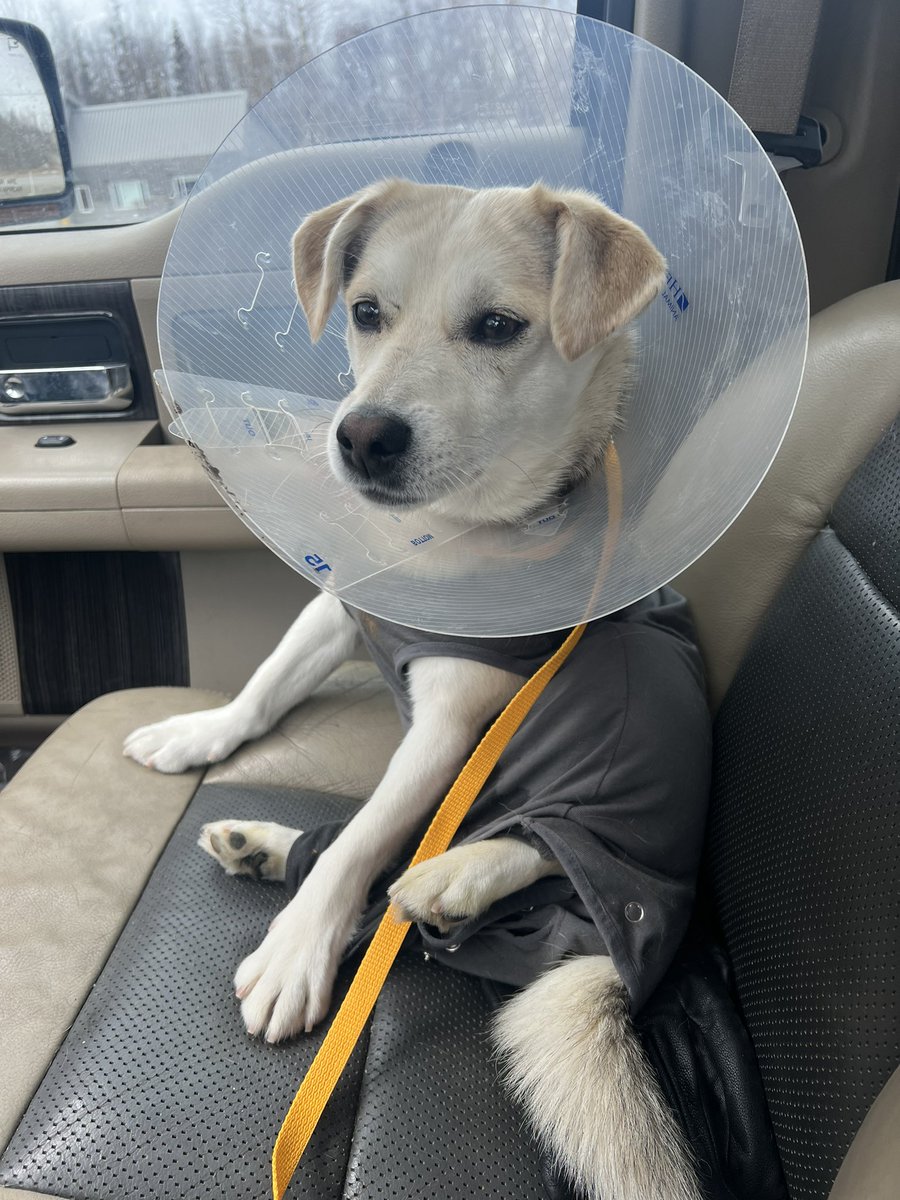 1/2 Welcome Cricket to the ranch. He’s a 3 yo beagle mix. Got neutered yesterday & didn’t behave himself last night. Broke out of his cone and licked the incision. It’s swollen & inflamed. So he’s on woozie pills and antibiotics. #beagle #beaglefacts #alaskabeagleranch