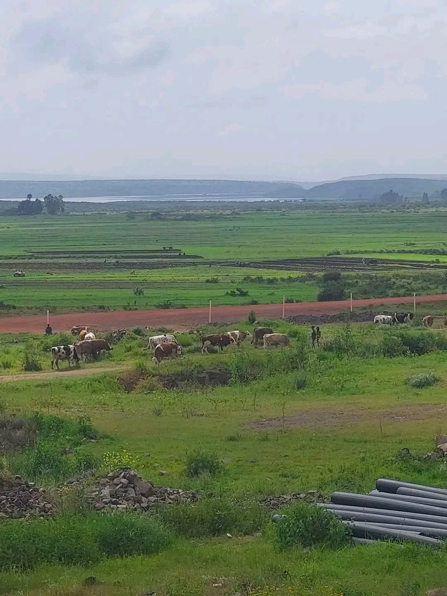 tesfanews's tweet photo. Among Eritreans on social media, the most unusual posts, which other Africans may take it for granted, are those concerning rain. Why do we regard it with such seriousness? 

This is why to mention the few reasons:

— In Eritrea, as much as 80 percent of the population is engaged in subsistence agriculture. 

— In Eritrea, there are no year-round rivers, so we built over 800 dams of varying sizes throughout the country to store as much rain water as we can. 

— We use the water stored in these dams for multiple purposes, including drinking (for humans and animals), as well as for small-scale irrigation farming and agro-industrial projects of various sizes. 

— etc.