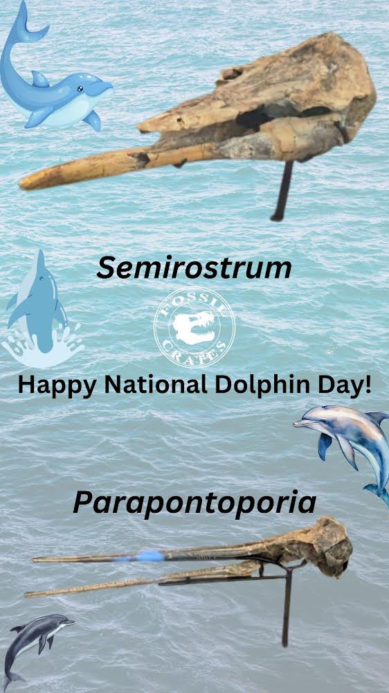 Fossil Crates 🦖🦕 tweet media