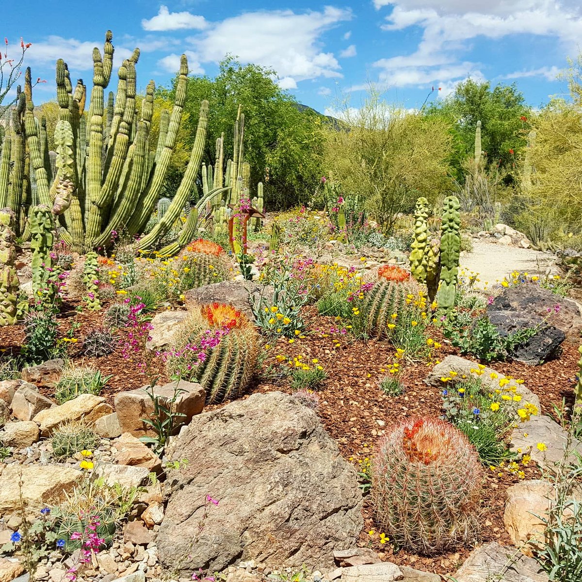 Spring is blooming. 🧡✨🌸 Here's where to see wildflowers this season: bit.ly/3Hkq9SH 📍Flagstaff 📷: @lindabvan 📍Arizona-Sonora Desert Museum 📷: @cheshie04 📍Organ Pipe Cactus National Monument 📷: @allophile_