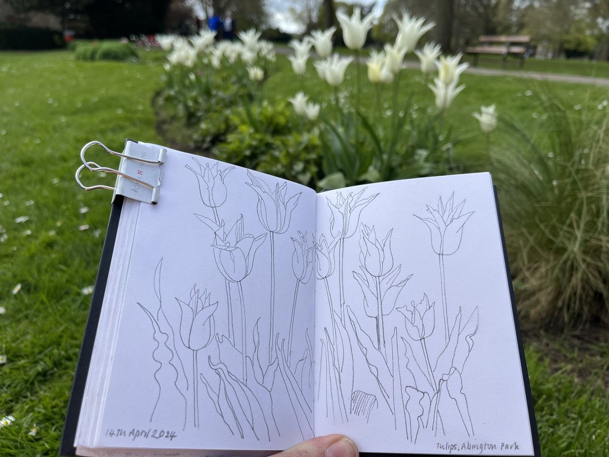 #drawing 4290 white tulips in Abington Park #thedailysketch #adrawingaday #usknorthampton @USKNorthampton