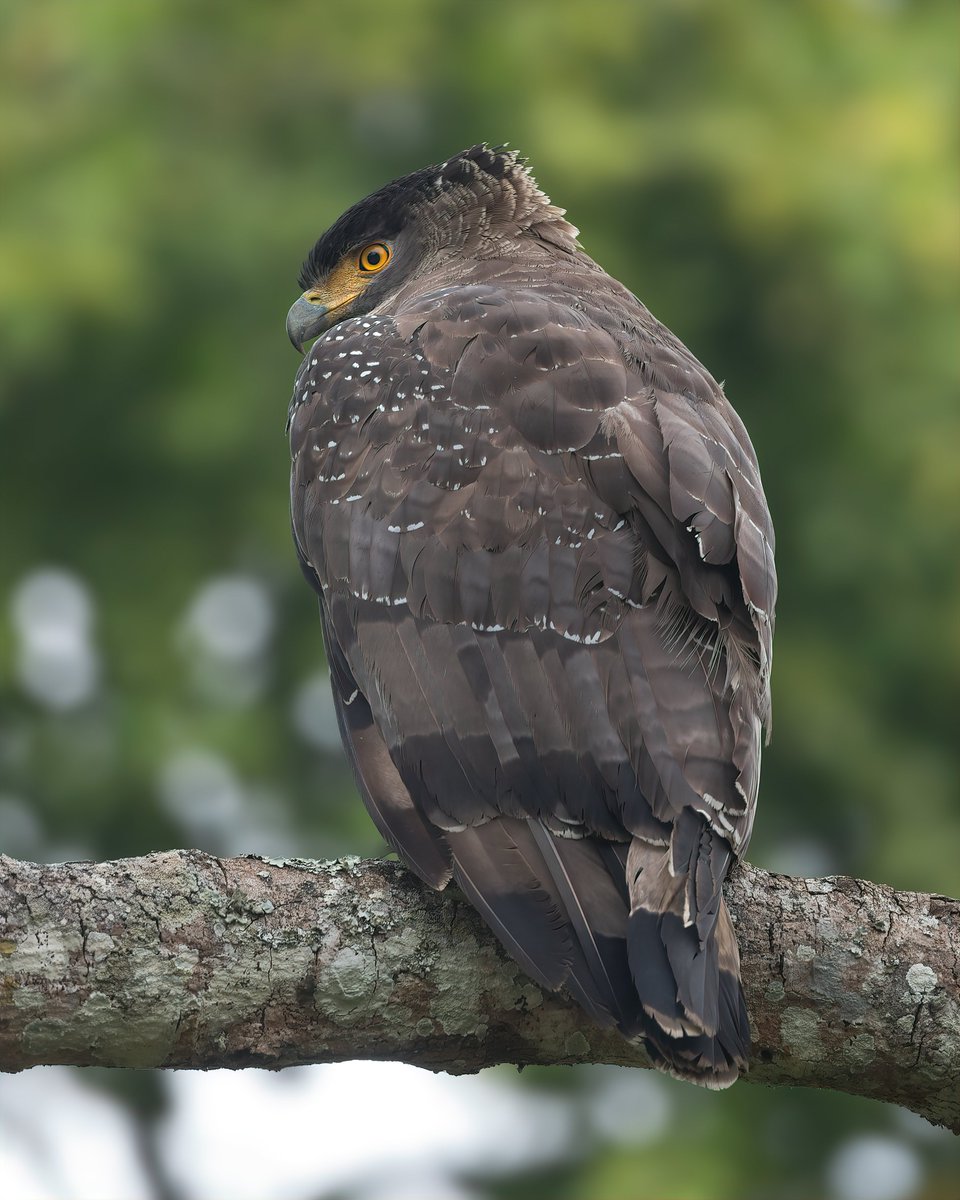 Our today's theme is 'Birds of Prey'. Do post your favorite Majestic Eagles or any Birds of Prey. Most liked pic in comment, will be reposted. Do vote for best pic. Crested Serpent Eagle - Spilornis cheela #IndiAves #ThePhotoHour #MajesticEagle