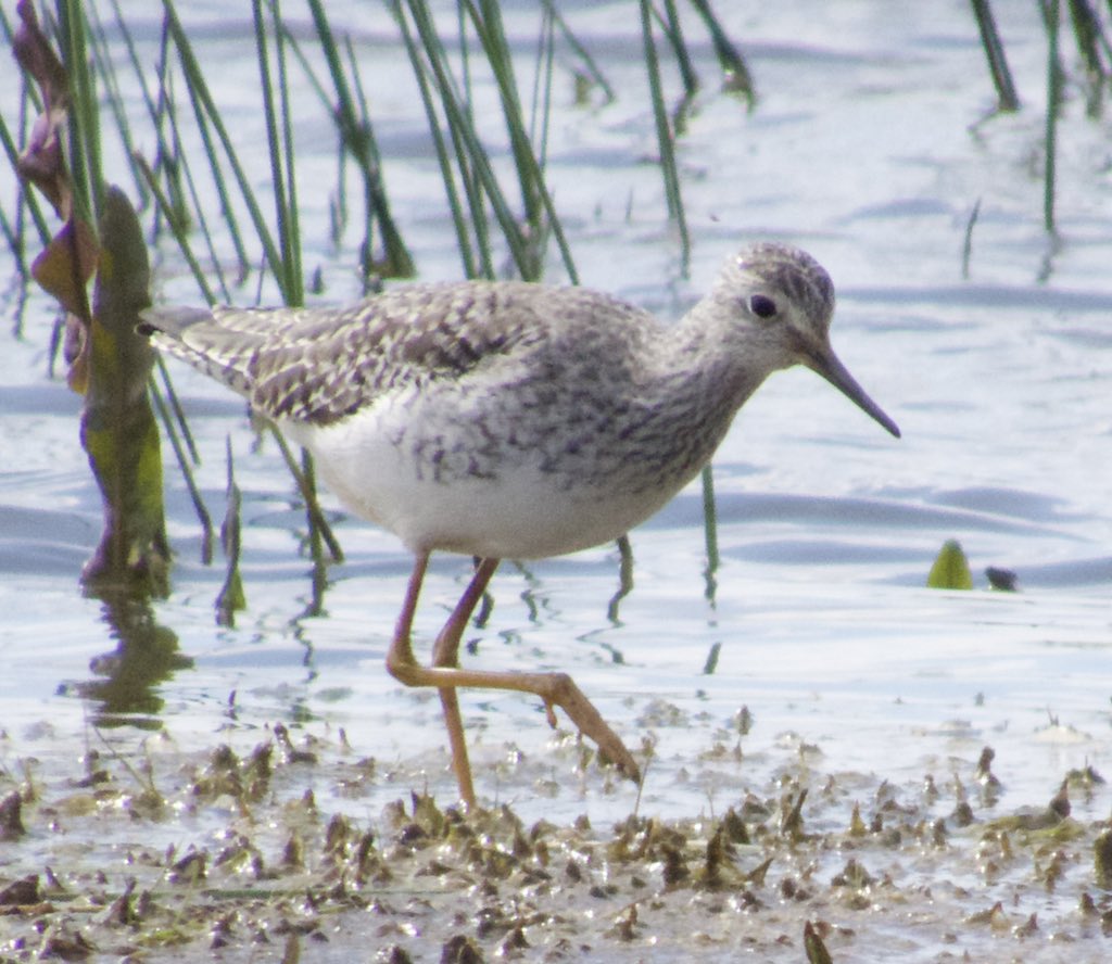 Amazing day at Frampton today with <a href="/eckersley_joe/">Joe Eckersley</a> and <a href="/OlimBirds/">Oli Bailey</a>, 2 lifers with Red-breasted Goose and Bonaparte’s Gull and a great supporting cast of Little Gull, Black Tern, BW Stilt, Spotshank and Lesserlegs and all the other Frampton regulars. <a href="/RSPBFrampton/">RSPB Frampton Marsh 🌍</a> #birding