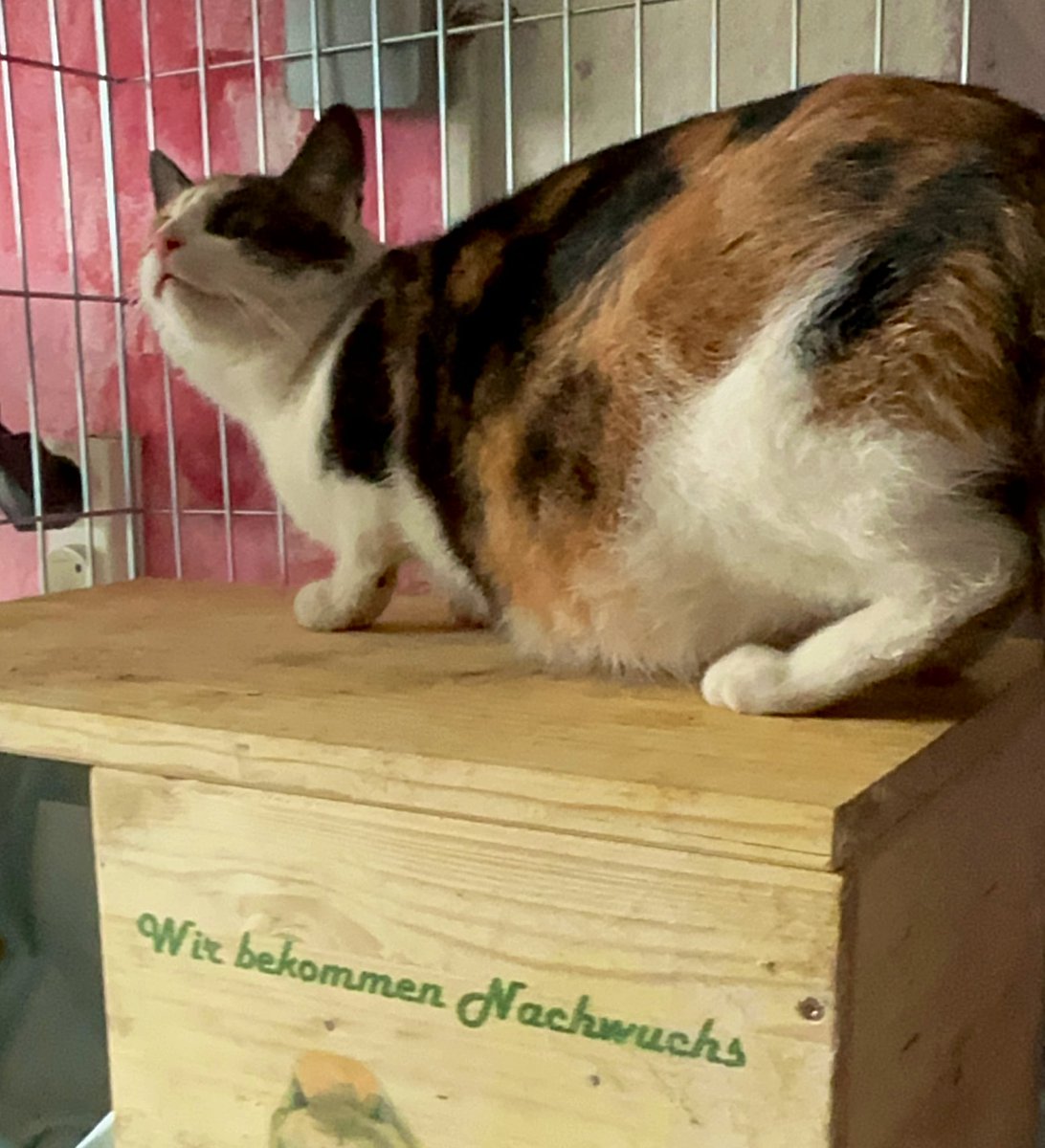 Die neue trächtige Streunerin: Ella. Haben die Katzen an ihren Stellen bereits Namen bekommen, behalten wir diese bei. Aber: schlechte Nachrichten: auch Ellas Tochter ist wohl trächtig. Die Familie versucht sie zu sichern. Nach der Aufzucht und der Kastration darf Ella wieder…