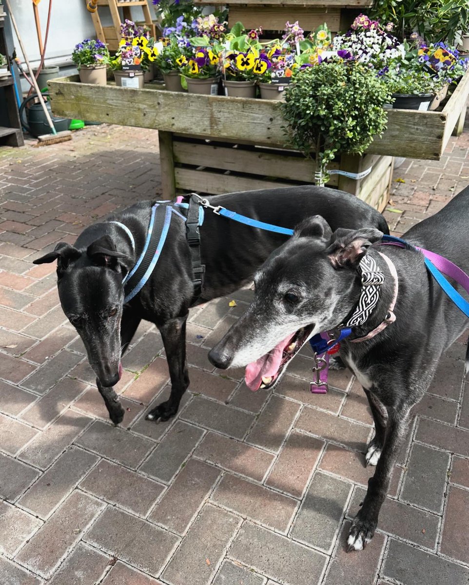 We went to the garden centre today! Obviously we were extremely well behaved, a lady stopped to pet us and ask all about greyhound adoption - we sent her @SHAKRescue way. ☺️