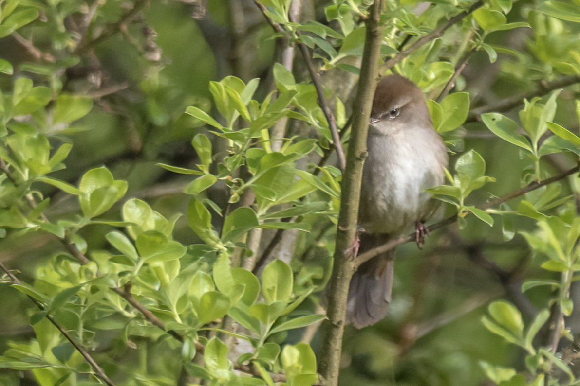 The briefest of views of a Cetti's Warbler at Magor Marsh this morning
#gwentwildlife
#gwentbirds