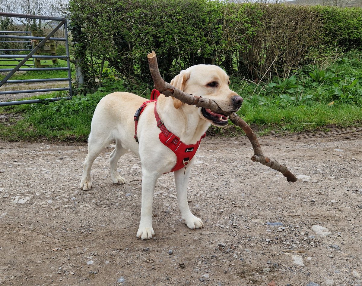 Dougal's Stick-of-the-Day. #DougalDiaries