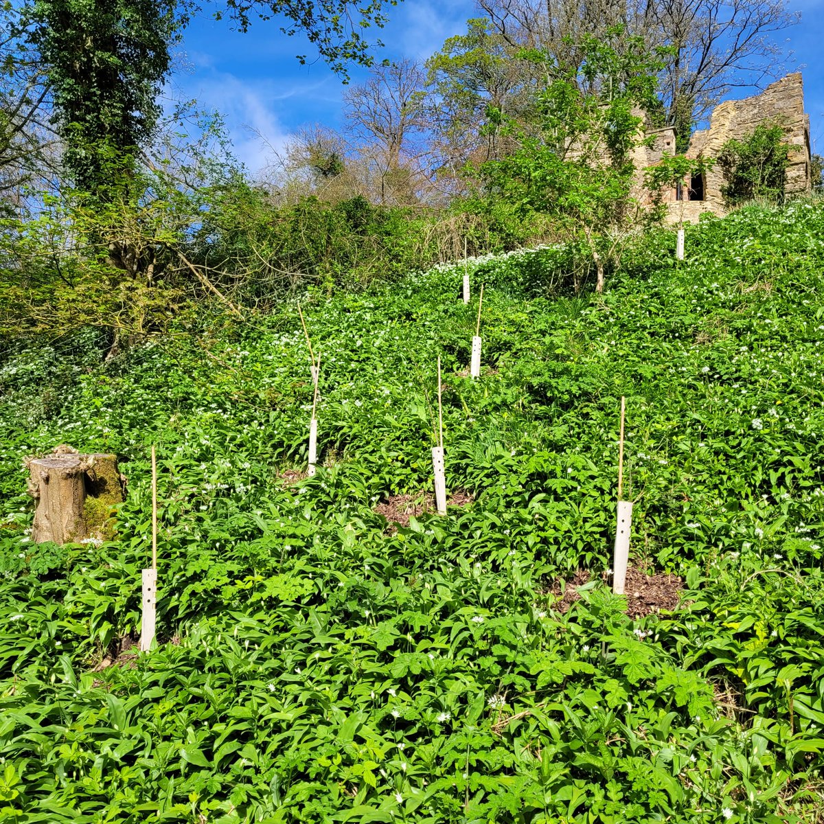 The whips planted by our garden team have already made great progress. #gardening #newtrees #wildgarlic