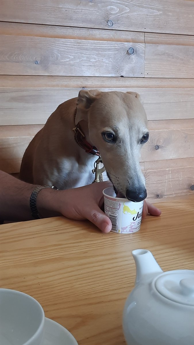 I demanded that my daddies buy me an ice cream as they have been on holiday 🍦 #whippet #houndsoftwitter #dogsoftwitter