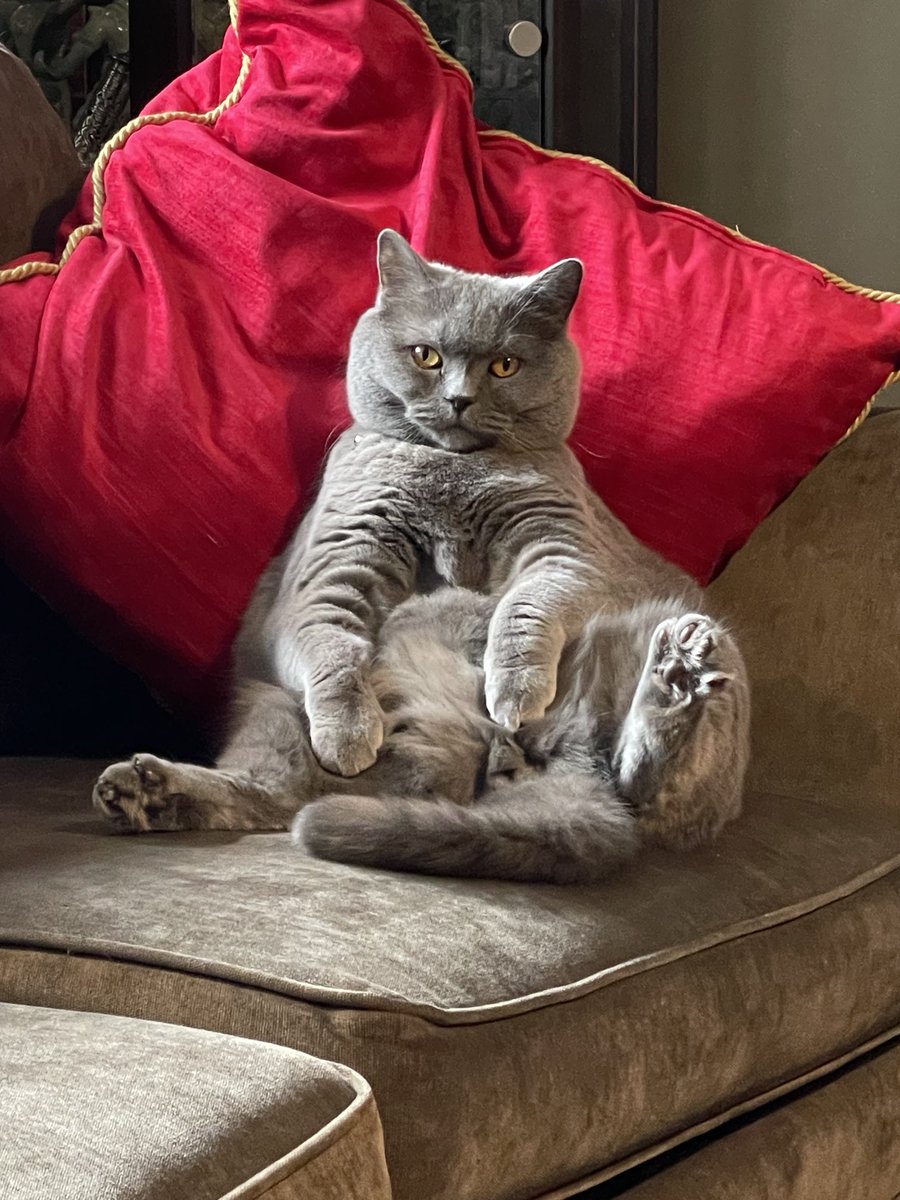 Easy Sunday #Duke #CatsofTwitter 💜