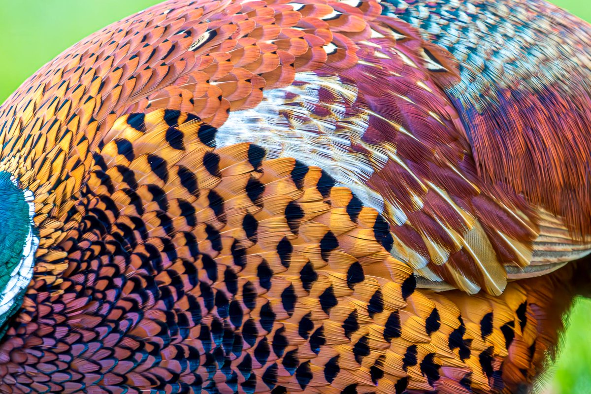 Plumage of a pheasant in the garden today