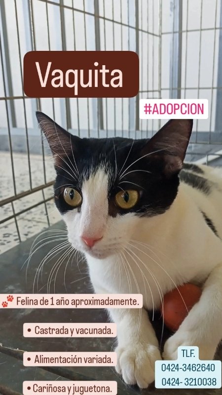 sedivetcare's tweet photo. Hermosa felina en adopción

Bríndale una segunda oportunidad

#adoptanocompres #adopta #enadopcion #buscahogar #gatito #felina #peludita #juguetona #esterilizada #vacunada https://t.co/NWrGKzIQVE