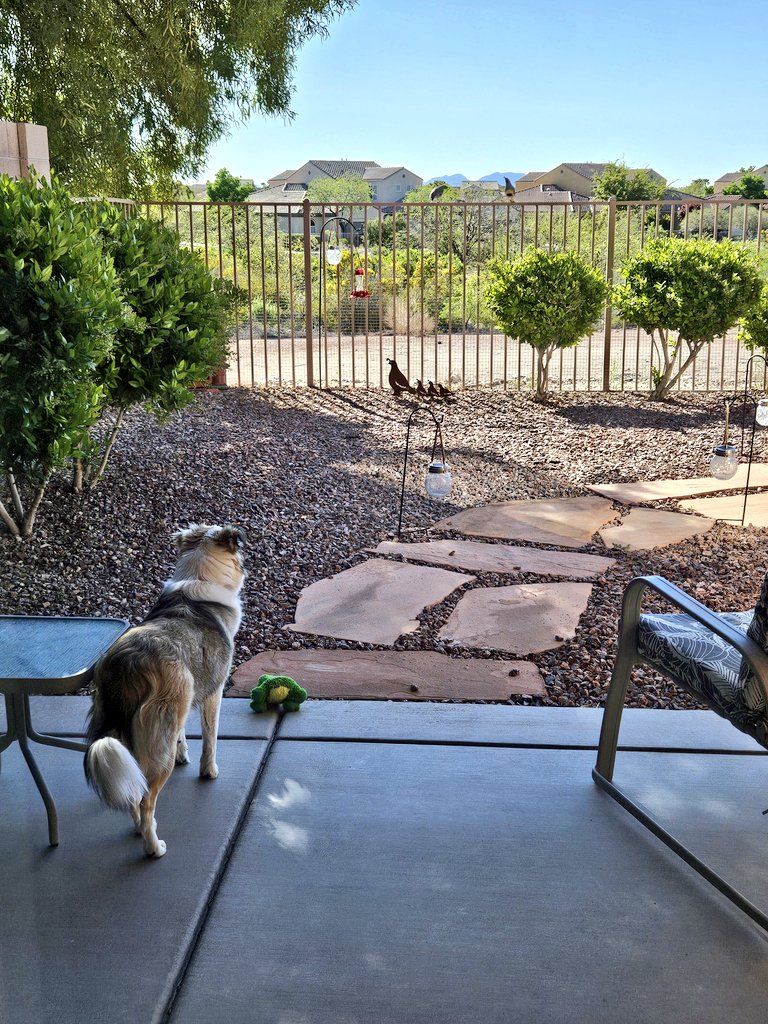 I had to protect Mr. Frog 🐸 from the quail in my backyard. Mom has always told me not to leave my toys outside. Now I understand. They have their black mask to hide their identity. 🪶🥷𓅱𓆏 P.S. I made them leave. #Patrol #ToySealers #DefendingYourYard #dogsoftwitter