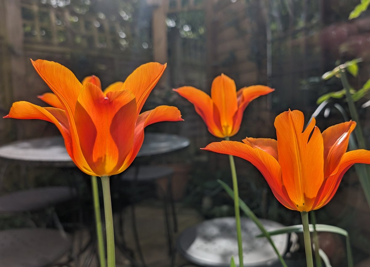 The slugs have taken out most of our tulips, but these ones have made it! 🌷 🐌 #flowerreport