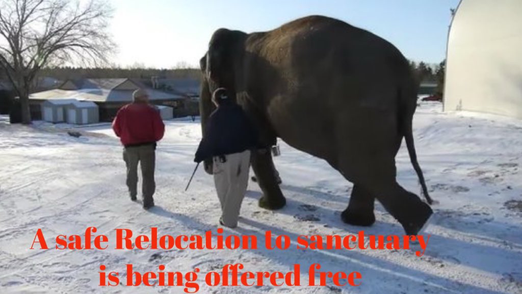 It's time to fully retire #Lucy. She deserves Sanctuary that is waiting for her. #RetireLucy #yegzoo