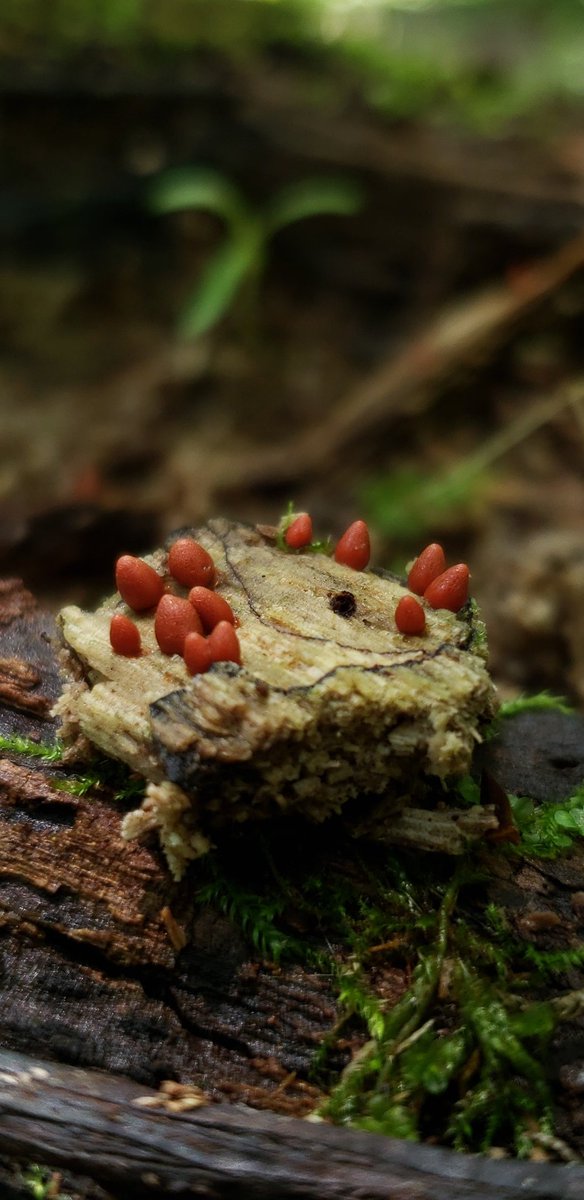 Lycogola conica looking like strawberries on the top of a cake 
#SlimeMoldSunday