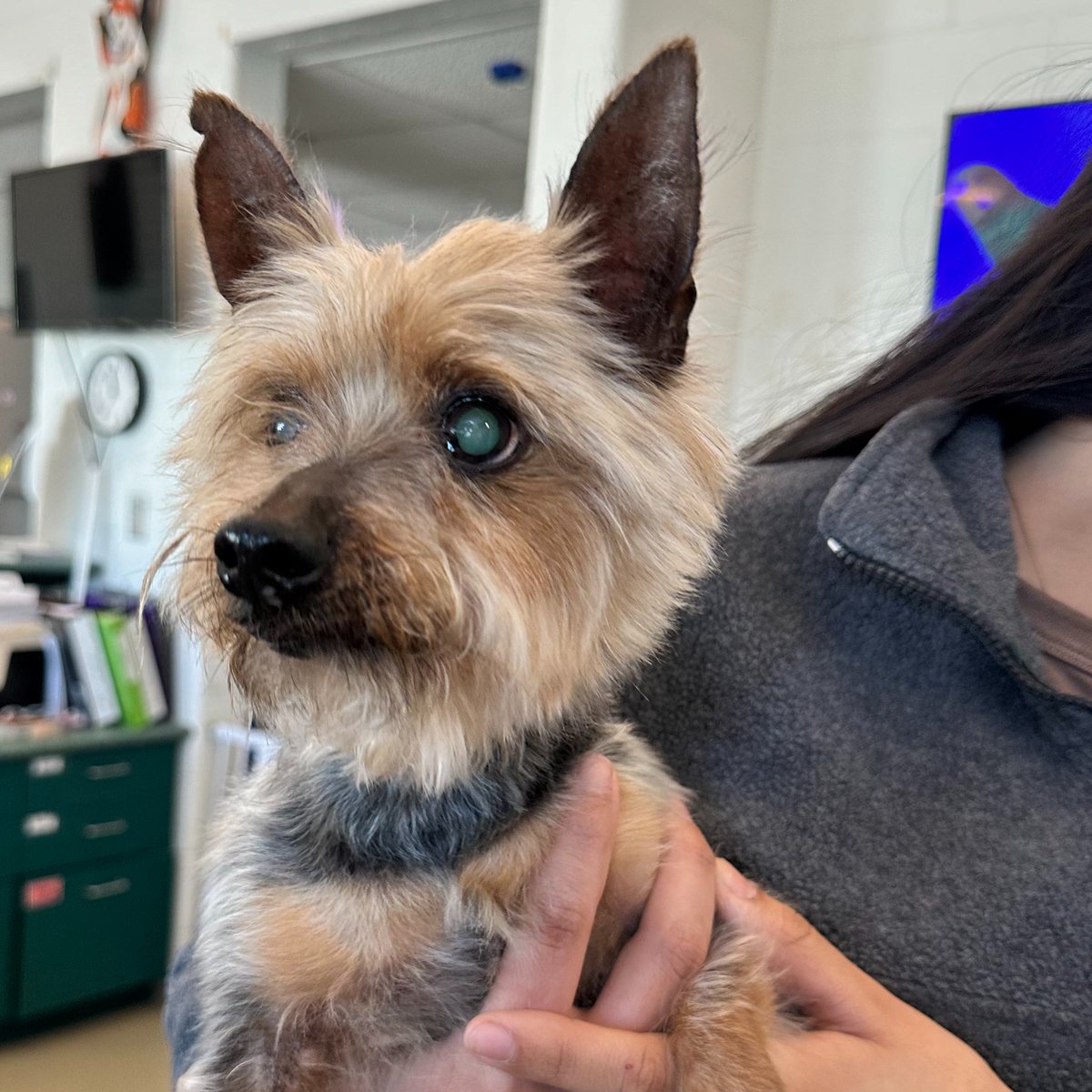 Found dog! This happy, senior gal just came in as a found animal! Anyone recognize her? She was picked up near 6303 Richmond Hwy., 22306. If you have information about her or she is your lost pet, please email info@alexandriaanimals.org or call 703.746.4774.