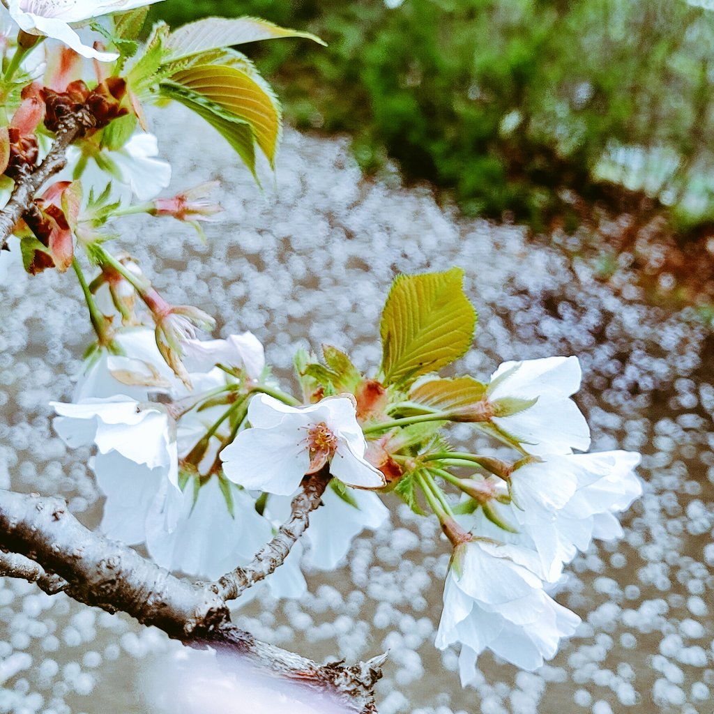MegumiTani2's tweet photo. 桜🌸💕 https://t.co/oqzG3Jiw8s