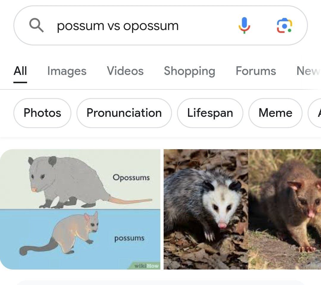 Hold the phone, apparently there is possums and oppossums, and ive already come up with a way to remember which one we have. The one in America starts with an O just like the star spangled banner