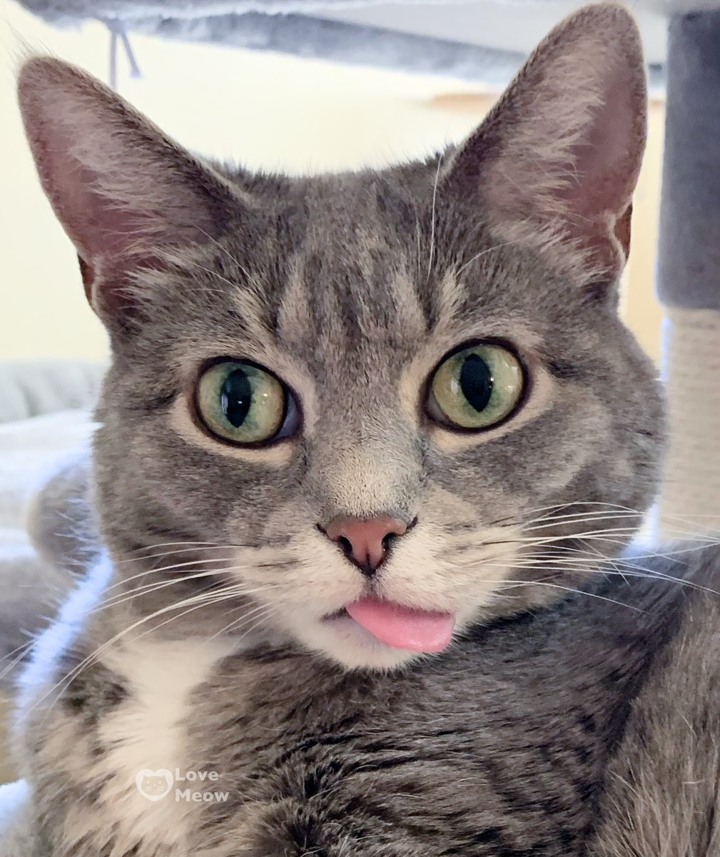 'I think my cat's tongue has a mind of its own. It often goes on adventures without the rest of her.' 😍: Lucy