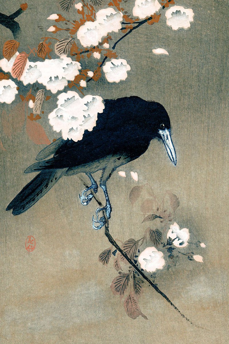 Crow and Cherry Blossoms.. 🎨 Ohara Koson