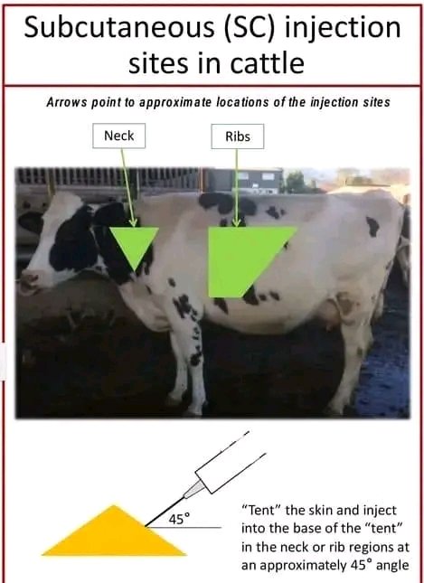 💥Injection Sites in Cattle 🐄 #vets