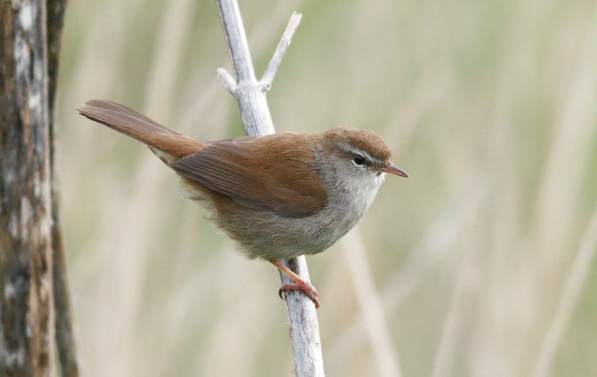 Cetti’s Warbler at Rainham 14/04/2024