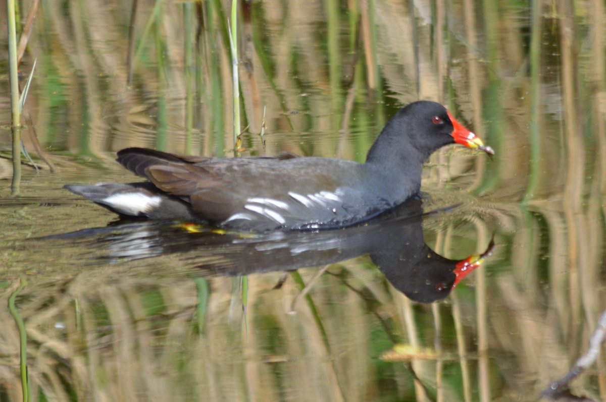 Moorhen at RSPB Conwy, Wales today with a tasty tidbit for its chick. #BirdsSeenIn2024