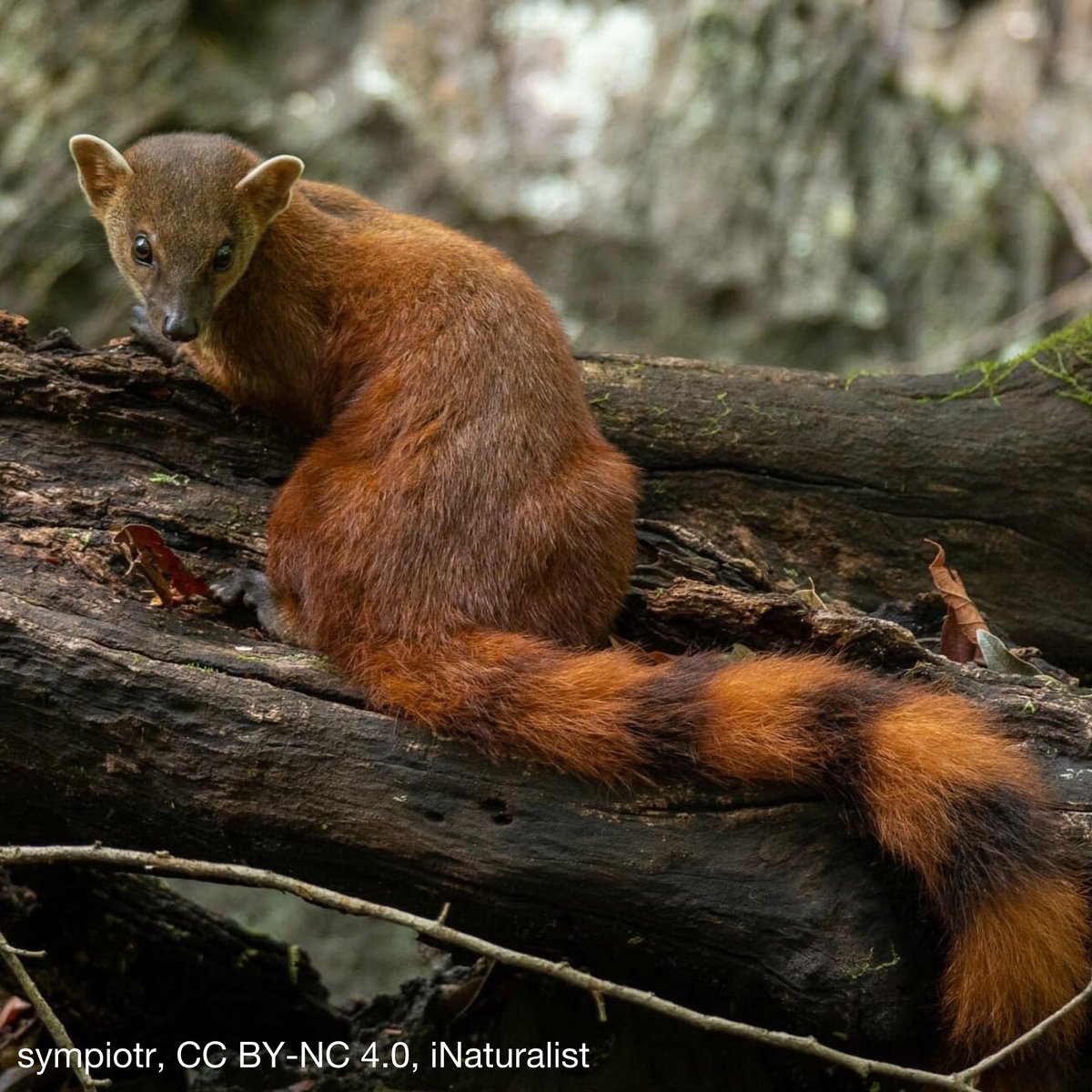 Have you ever seen the ring-tailed vontsira? Found in the forests of Madagascar, this carnivore weighs ~2 lbs (900 g) and feeds on insects, eggs, fish, small mammals, and more. The ring-tailed vontsira is an agile critter, an excellent climber, and is known to be playful.