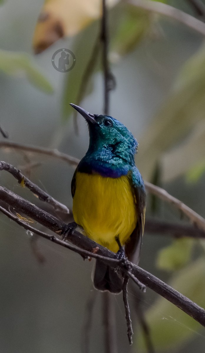 Male Collared Sunbird - Hedydipna collaris

Elsamere,Lake Naivasha,Kenya.(march 2024)

#martowanjohiphotography #birdwatching254 #birdwatchingwithmartowanjohi #BirdsOfTwitter #BirdsSeenIn2024 #birdsphotography #TwitterNatureCommunity #nikon #tamronlens #sunbird #kenya #bdasafaris