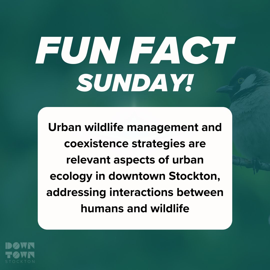 FUN FACT SUNDAY! Did you know urban wildlife management and coexistence strategies are relevant aspects of urban ecology in downtown Stockton, addressing interactions between humans and wildlife?

#funfactsunday #downtownstockton #sanjoaquincounty #californiacentralvalley