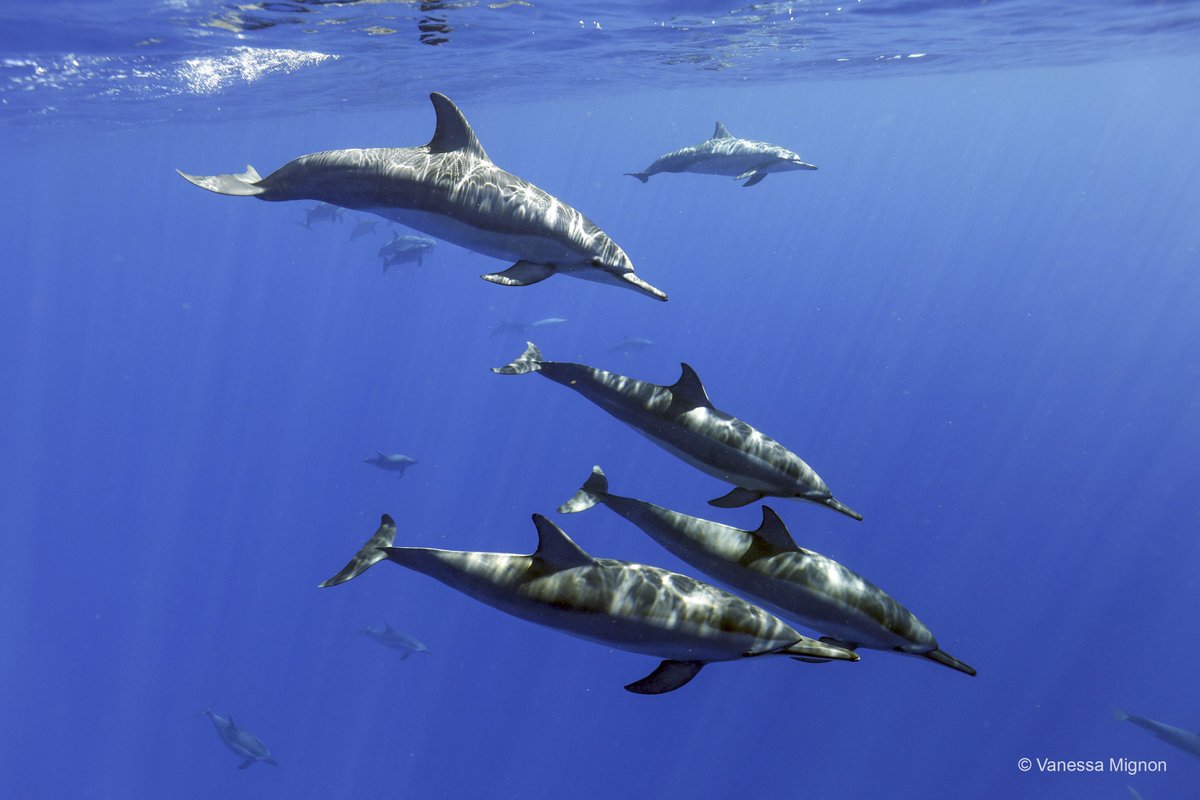 Happy #NationalDolphinDay! 🐬 IFAW is so proud to have been rescuing and rehabilitating these beautiful, intelligent, empathetic animals for over 20 years. Dolphins hold a special place in our hearts, surely, we’re not the only ones. 💙 Like if you love dolphins!