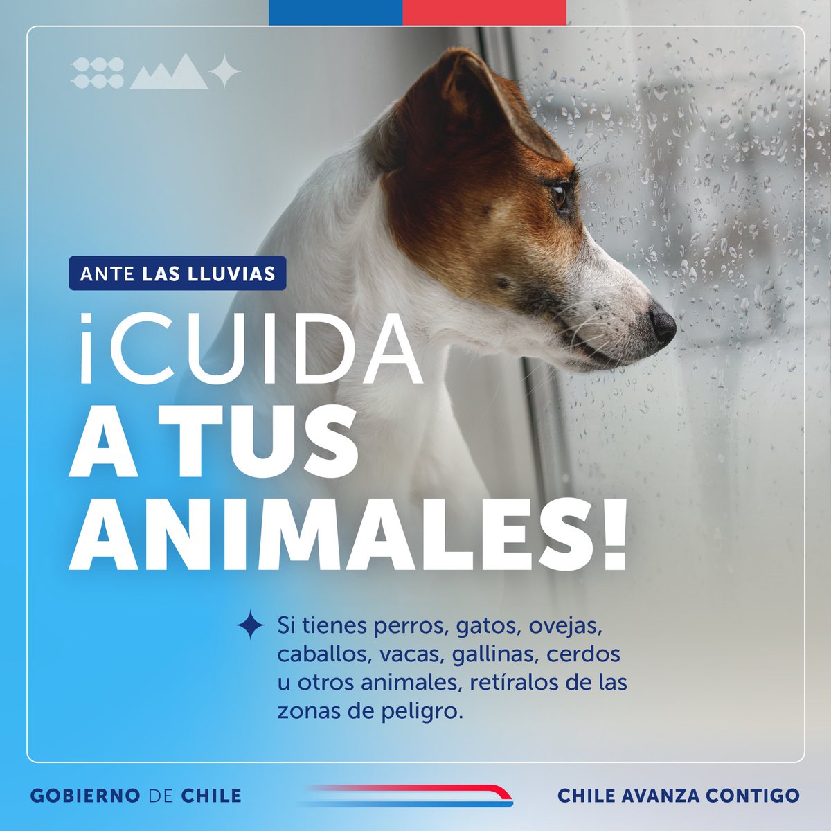 GobiernodeChile's tweet photo. Si debes evacuar, no olvides hacerlo junto a tus animales de compañía 🐾 Recuerda que una emergencia no sólo afecta a las personas y sus viviendas. https://t.co/2i1vPQ8D0v