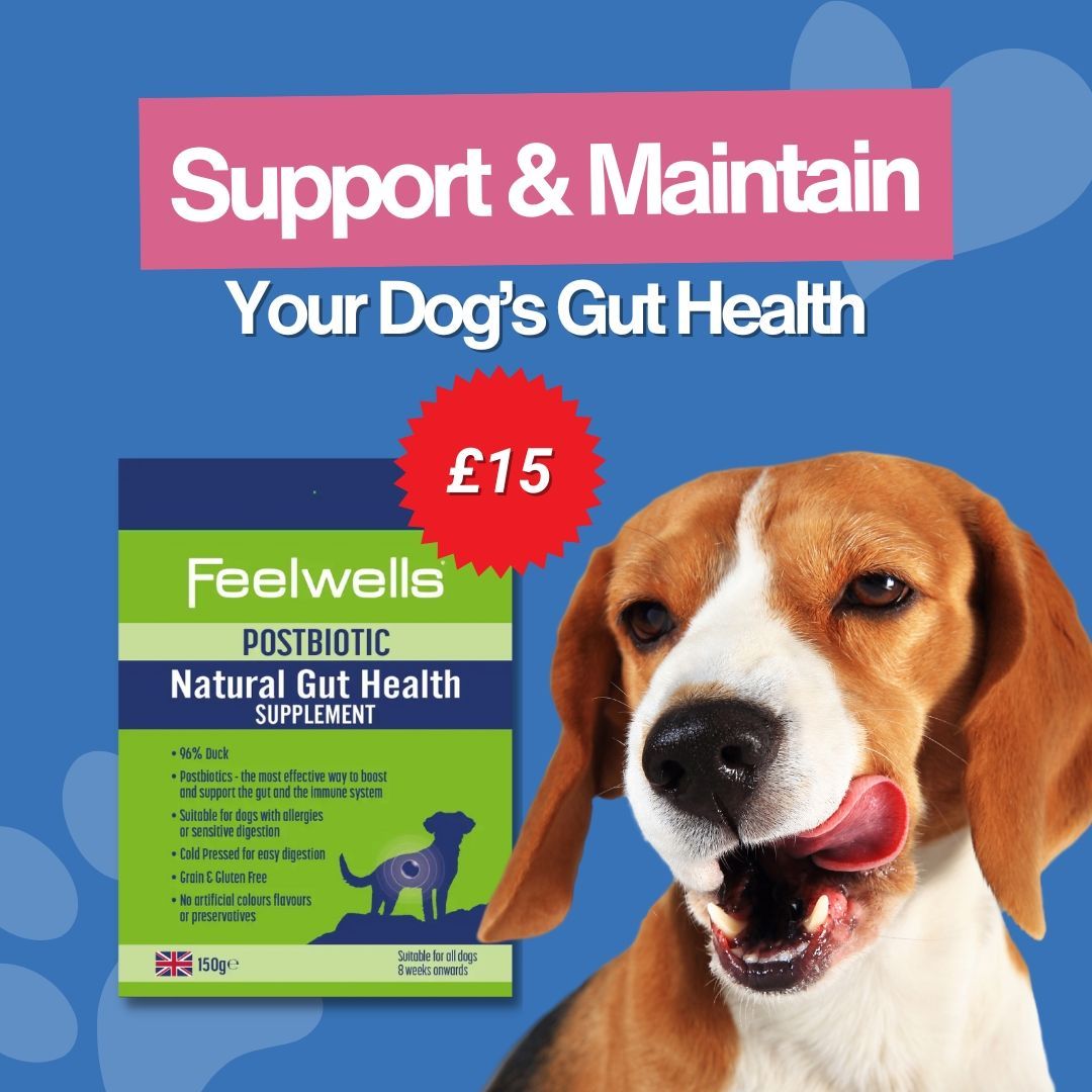 Our #Postbiotic #Natural #GutHealth Supplement is the most effective way to support & maintain your dog’s gut and immune health 💚 Made with 96% duck, they are delicious, full of goodness and suitable for all dogs 🐶 Try today: buff.ly/3Tc5QyA