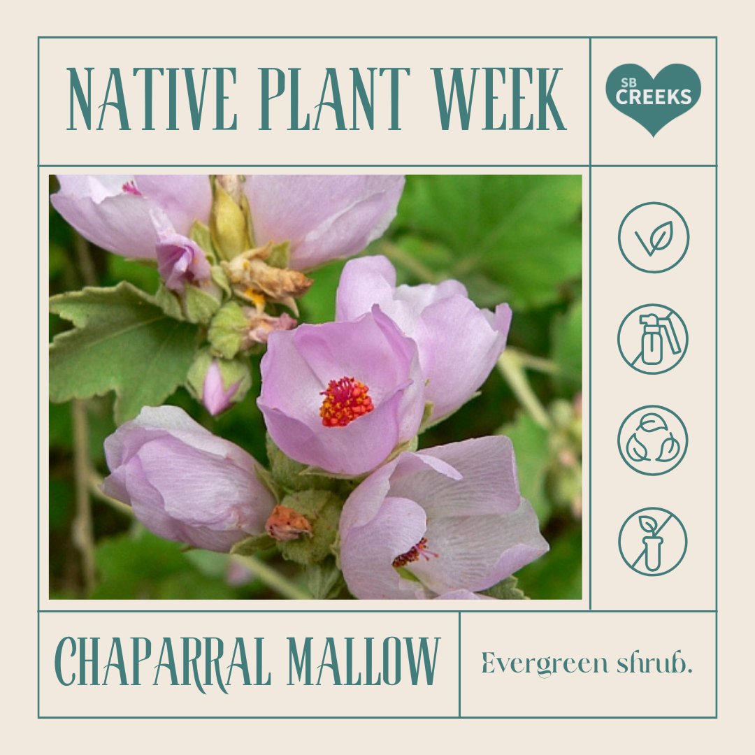 SBCreeks's tweet photo. Chaparral Mallow, or Malacothamnus fasciculatus, is an evergreen shrub with pink flowers that grow in clusters along it's branches. 

You can enjoy Chaparral Mallow along the walking path at the Arroyo Burro Open Space.

#CANativePlantWeek #NativePlants #SBCreeks https://t.co/qErbrEkNUR