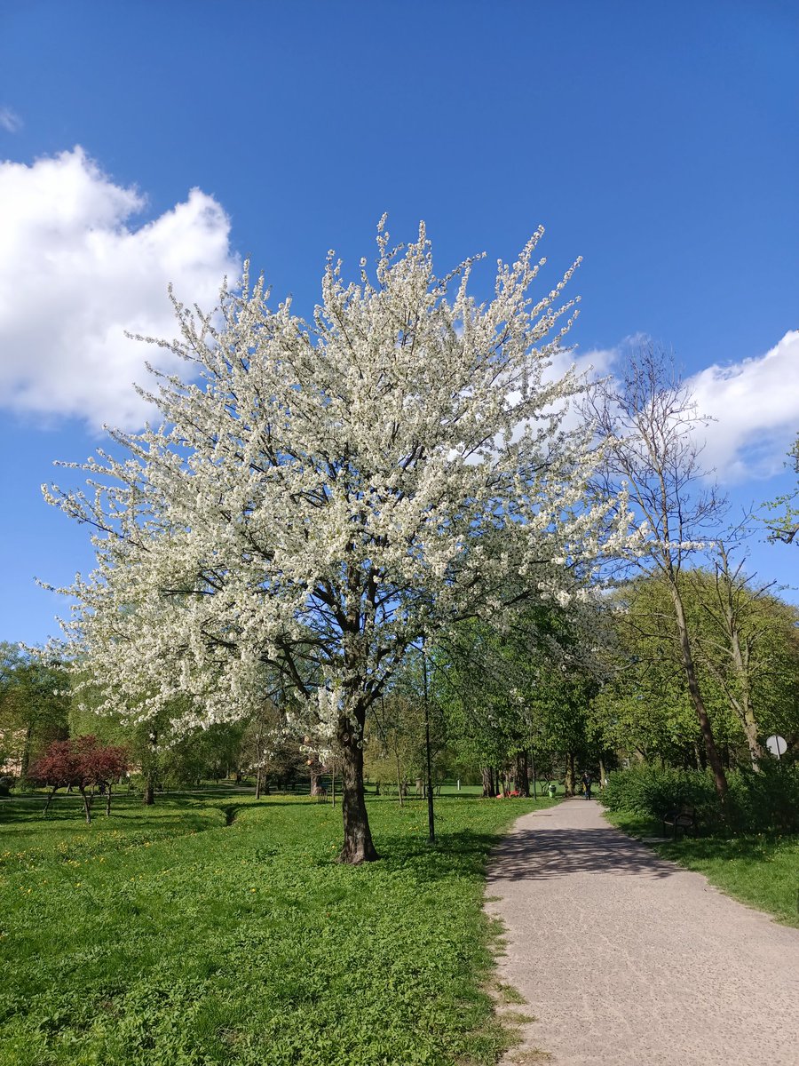 Pięknie wszystko kwitnie 🌸🌷🪻🌾🥀🍀🌿😘🙋 zdjęcia ze spaceru...