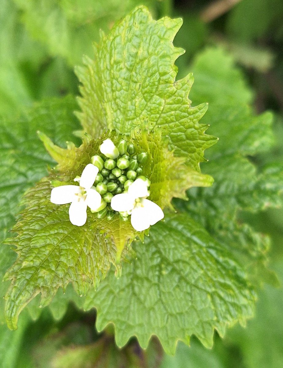 As ever I'm confused! I thought this might be white dead nettle,  but the flowers aren't right! I'd be grateful for a #wildflowerID please 🥰 Thank you!