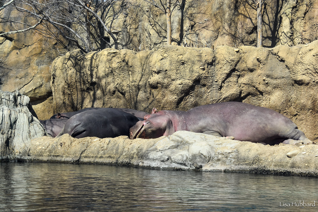 Napping in the sun is the perfect way to spend your Sunday!