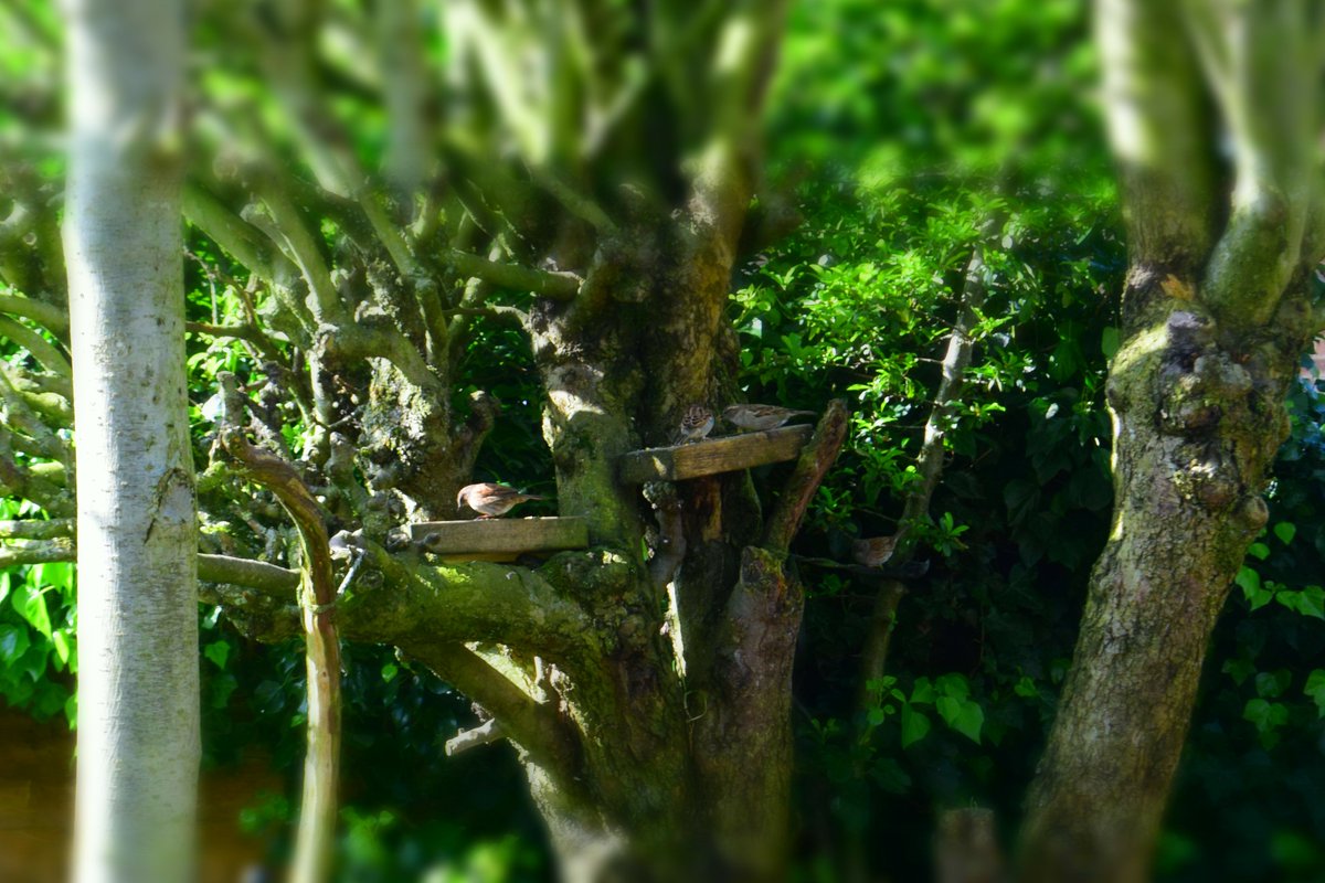 MyGarden_Uk's tweet photo. Afternoon Visitors.
Sparrows and Dunnocks.
#Afternoon #Flowers #Random #Nature #SunnyDays #Sparrows #Dunnocks #SpotTheDunnock
@des_farrand @alisonbeach611 https://t.co/7dc5DZ4z4n