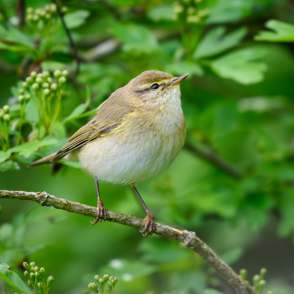 COMMON CHIFFCHAFF 
WWT Martin Mere 
@WWTMartinMere @WWTworldwide @WildlifeMag @BBCSpringwatch @ThePhotoHour @rawbirds @Natures_Voice