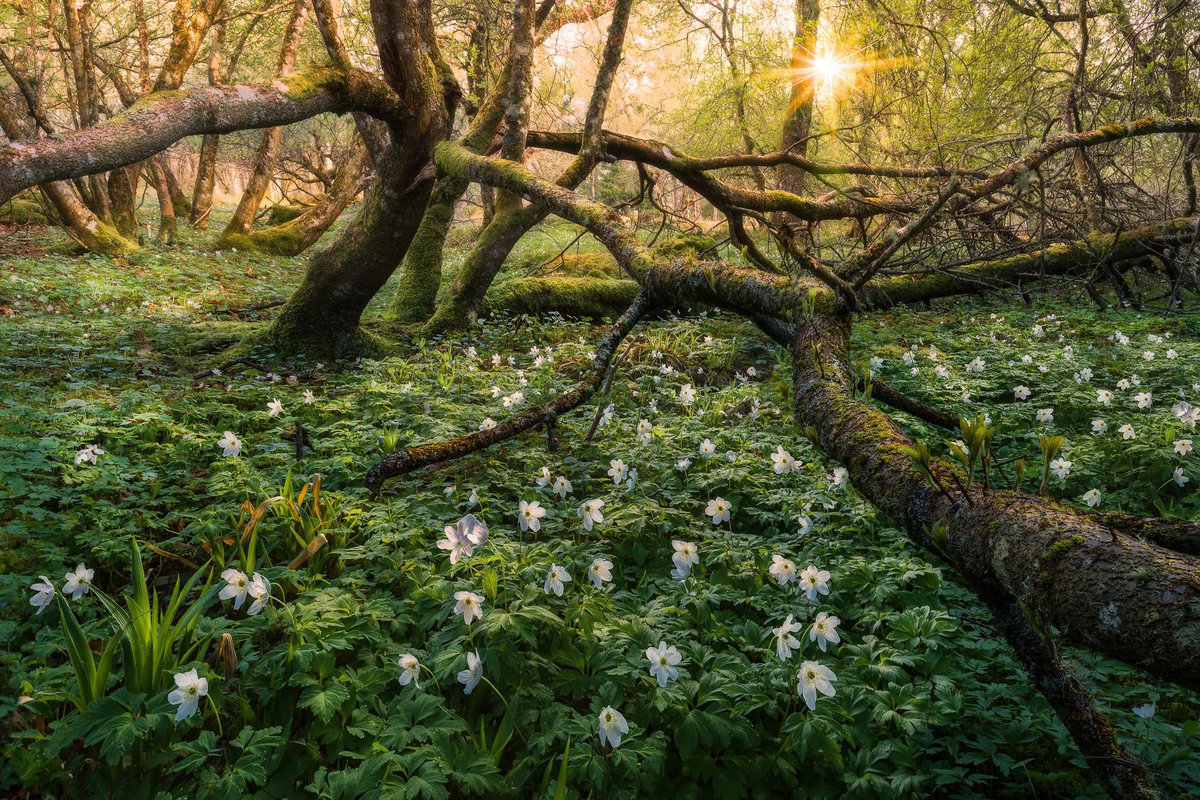 Anthem for spring. Ørland, Norway. May 2018. Really looking forward to proper spring with conditions like this.